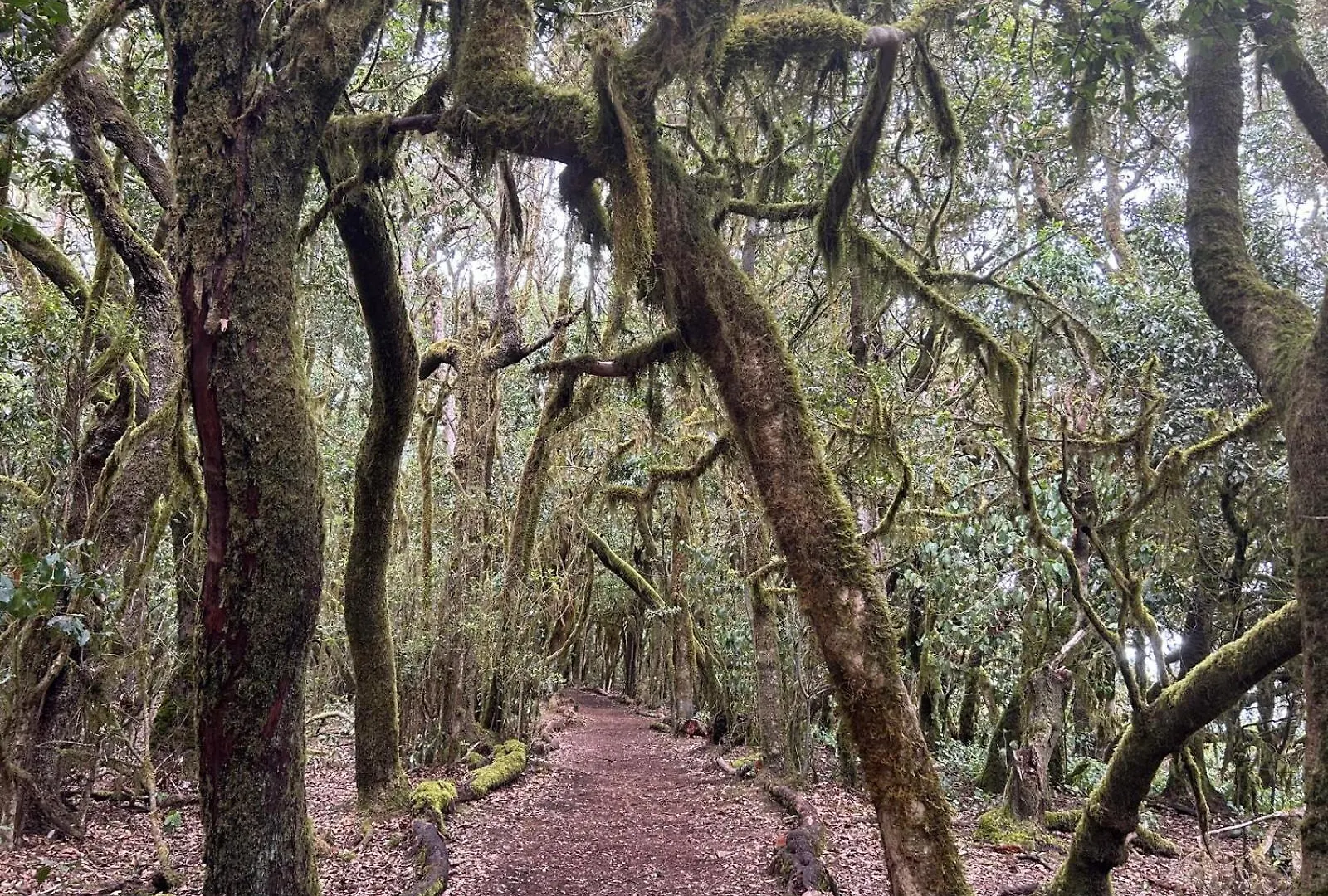 Jardin Las Hayas Valle Gran Rey Spain
