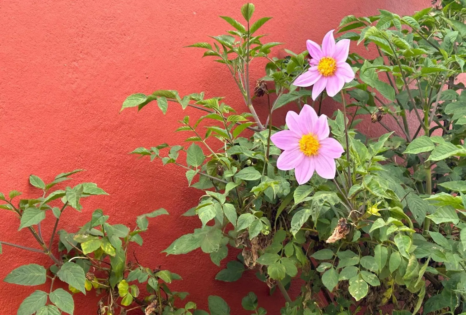 Country house Jardin Las Hayas Valle Gran Rey