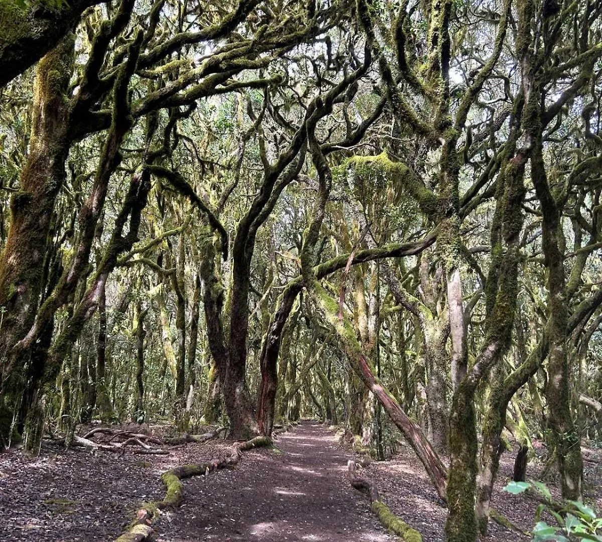 Jardin Las Hayas Valle Gran Rey 0*,